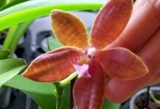 兰花姐姐爆料是真的吗视频,兰花姐姐爆料视频真实性揭秘