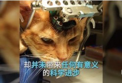 爆料小狮说梦话视频,揭秘小狮的神秘梦境