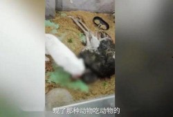 长沙视频爆料,揭秘城市生活新现象